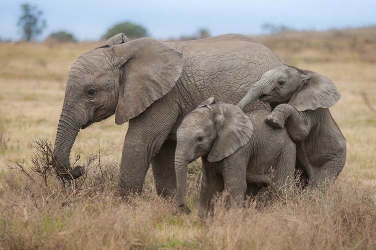 Lieve kleine olifantjes op Kariega Game Reserve